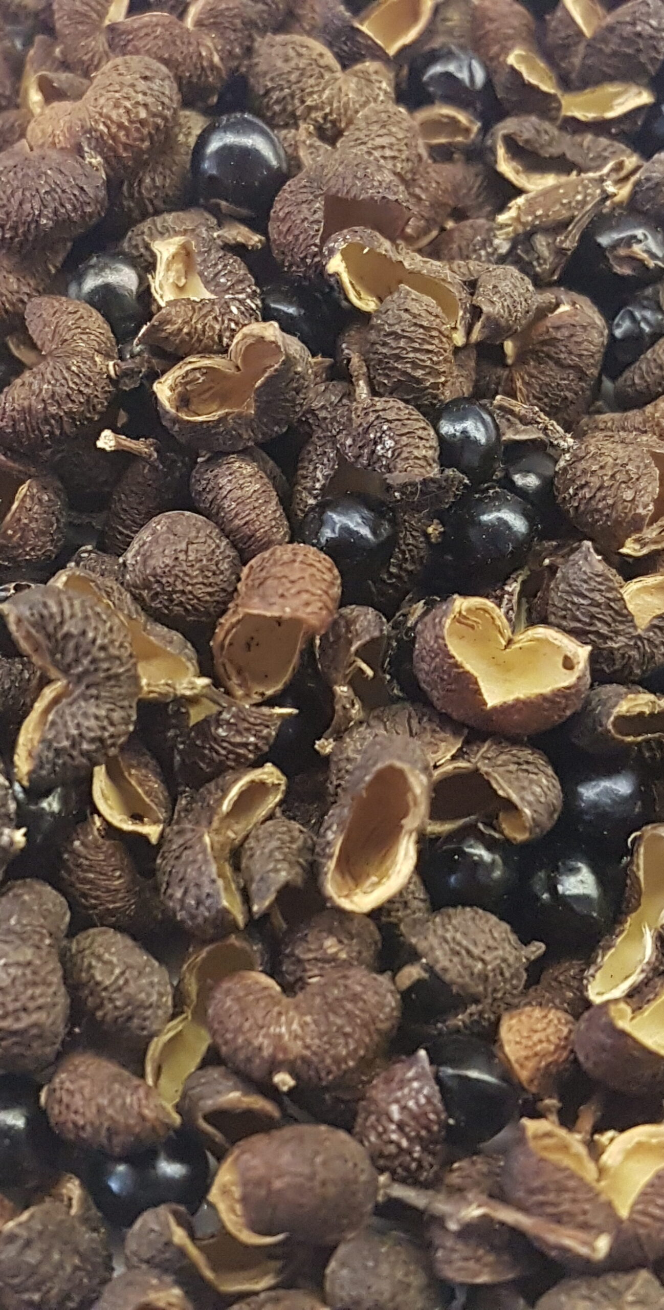 Closeup of dried tefla/teppal with seeds