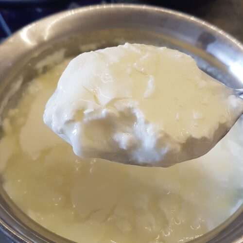 Fresh Curd