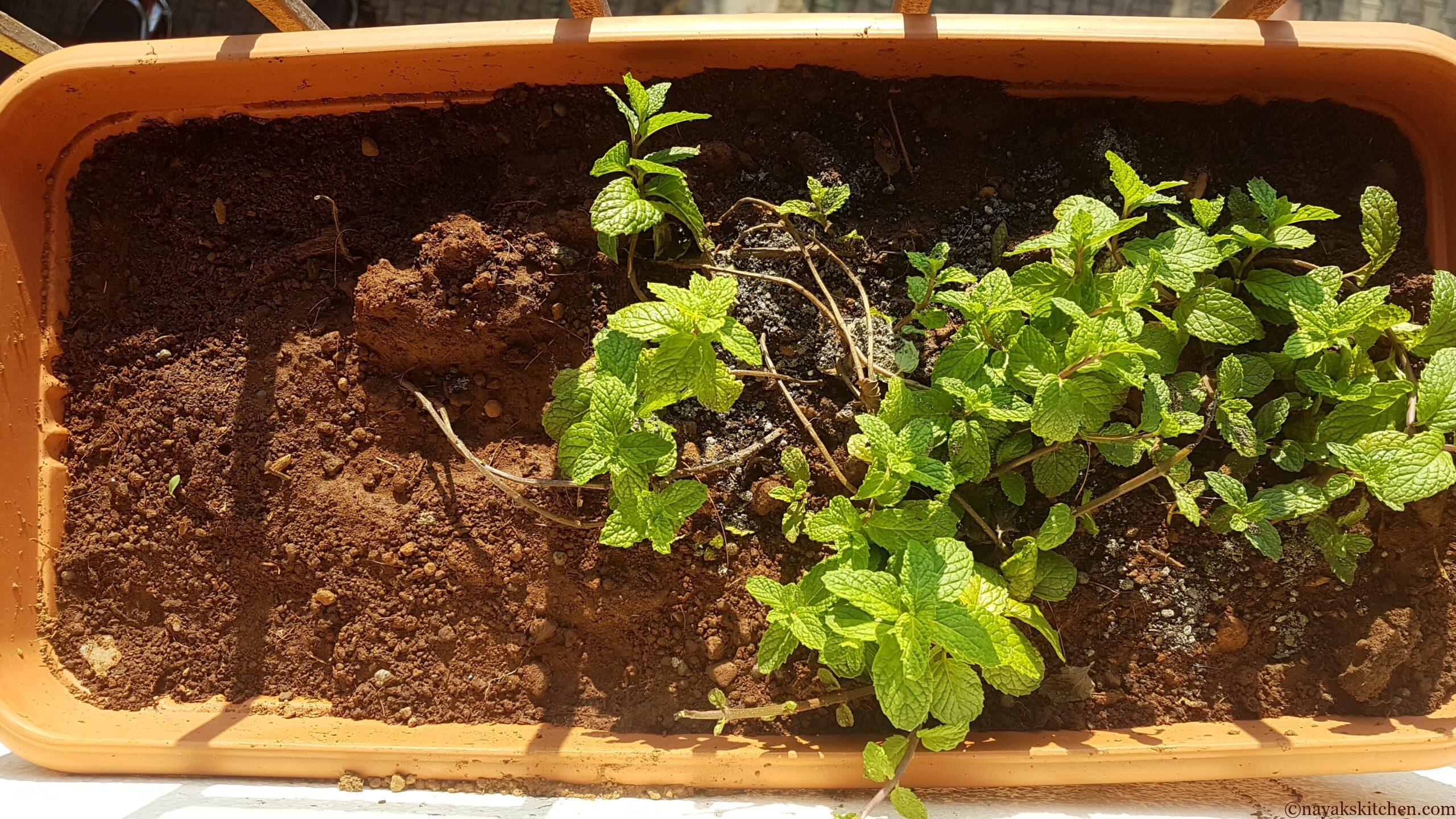 Mint/Pudina grown in my home garden