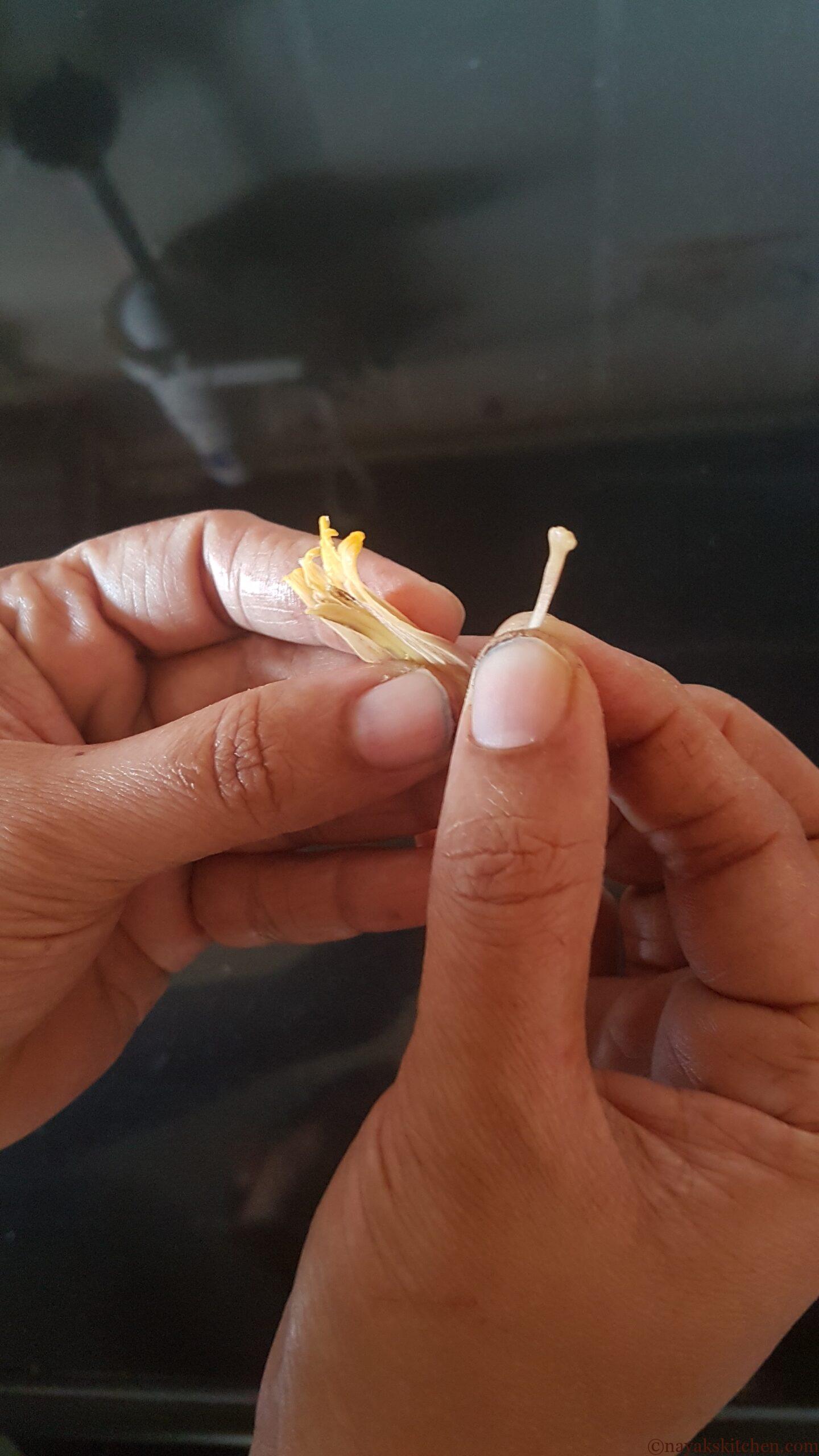 Removing the stamen (Davlo)