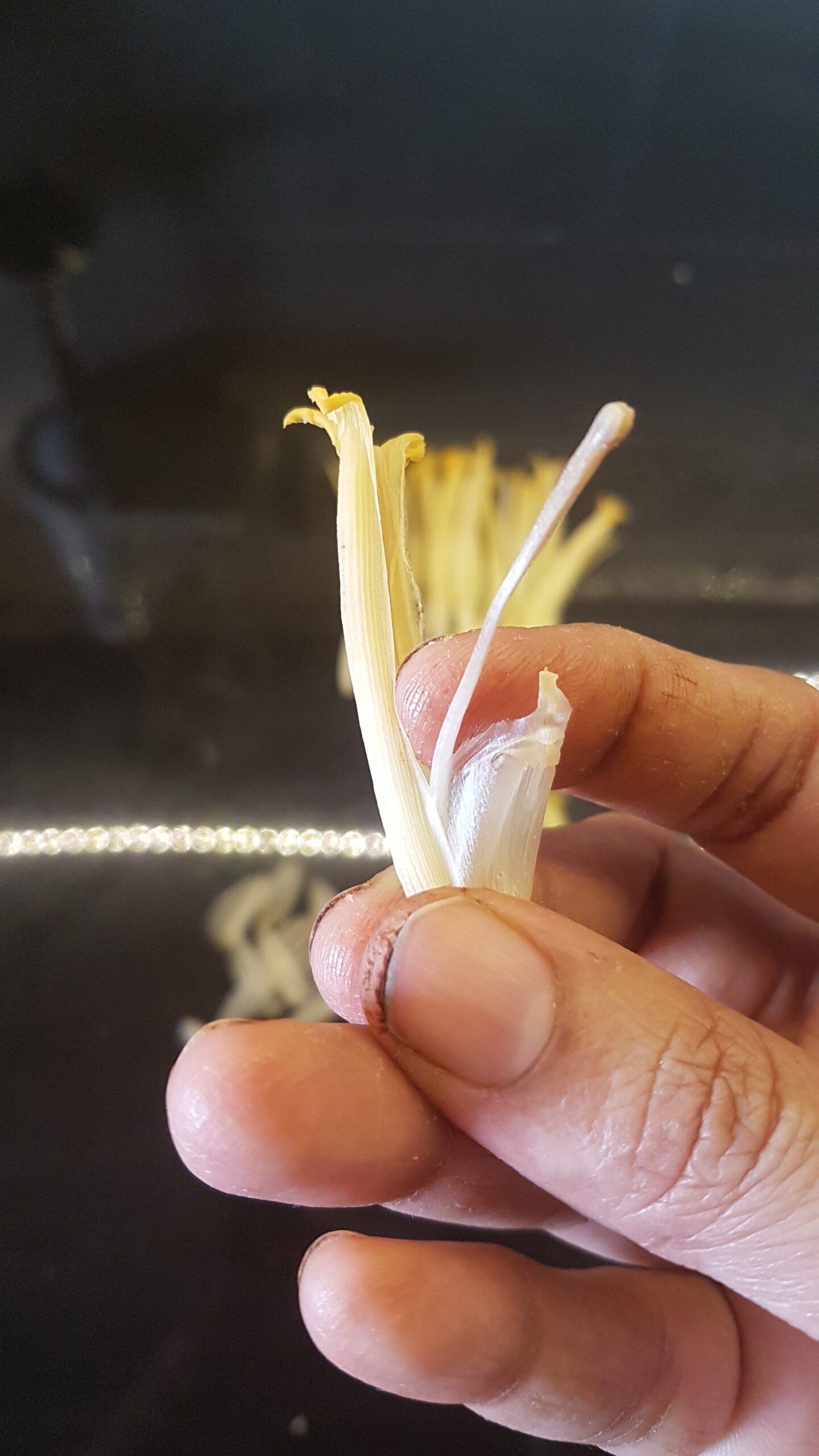 Cleaning the banana floret