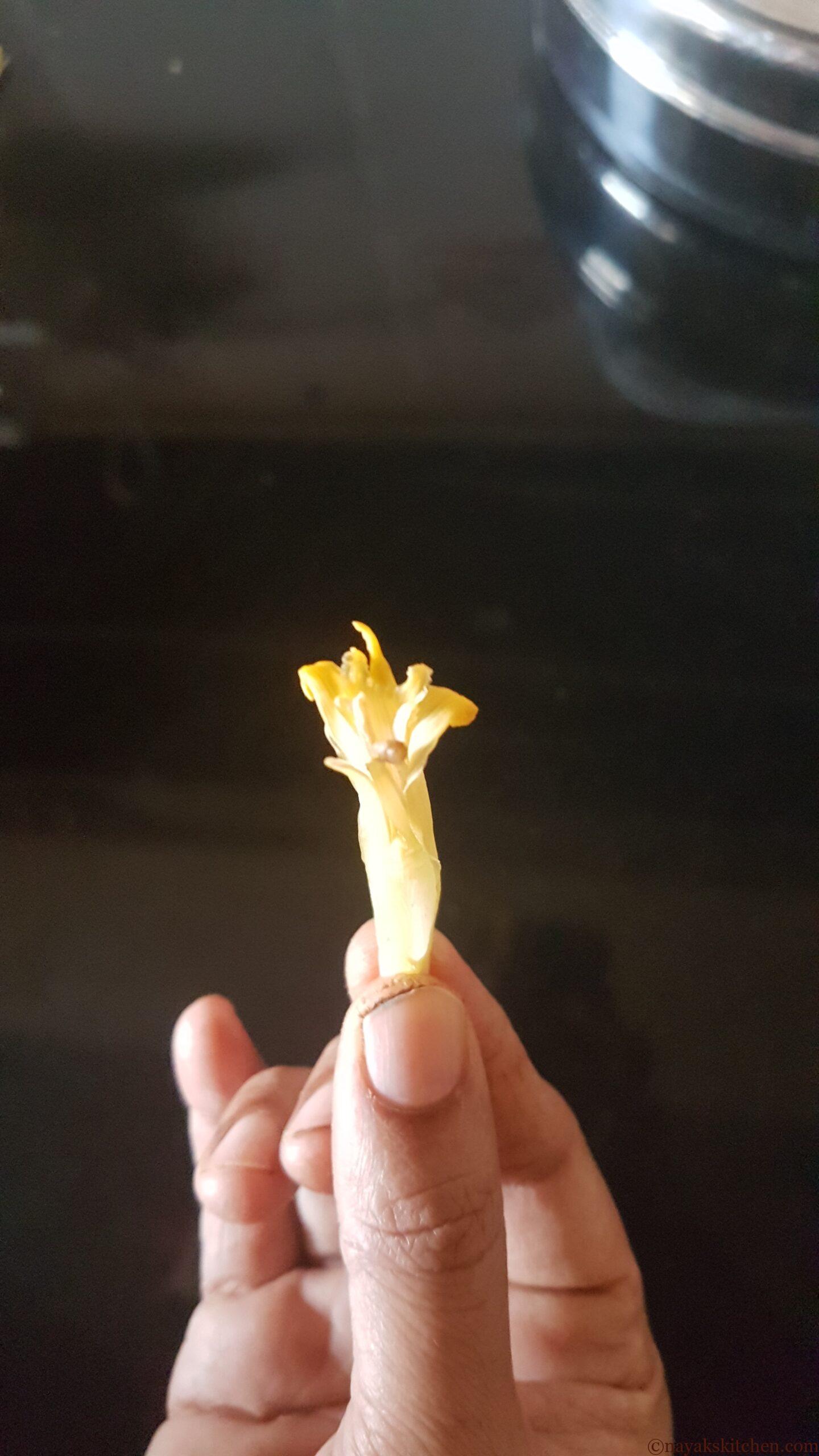 Opened flower/floret