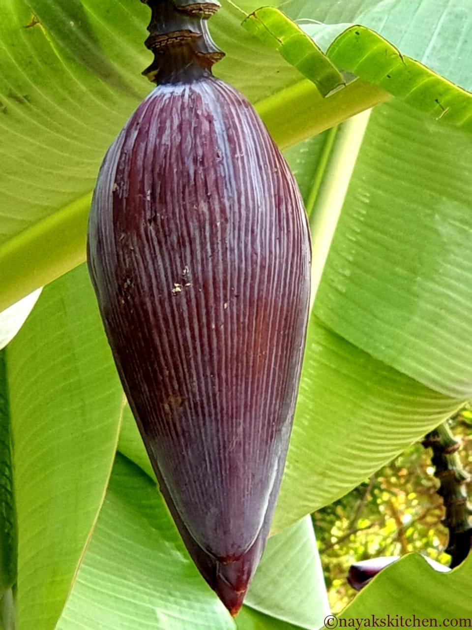 Banana Flower