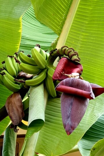 Banana Blossom