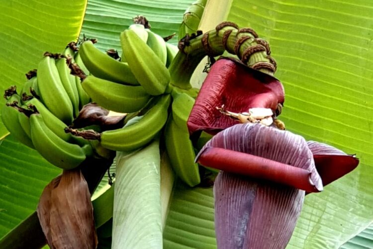 Banana Blossom