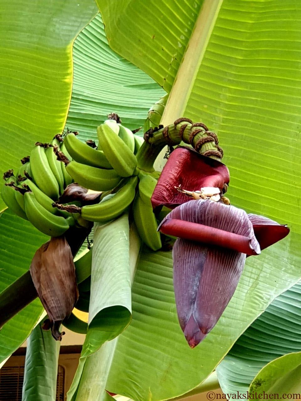 Banana Blossom