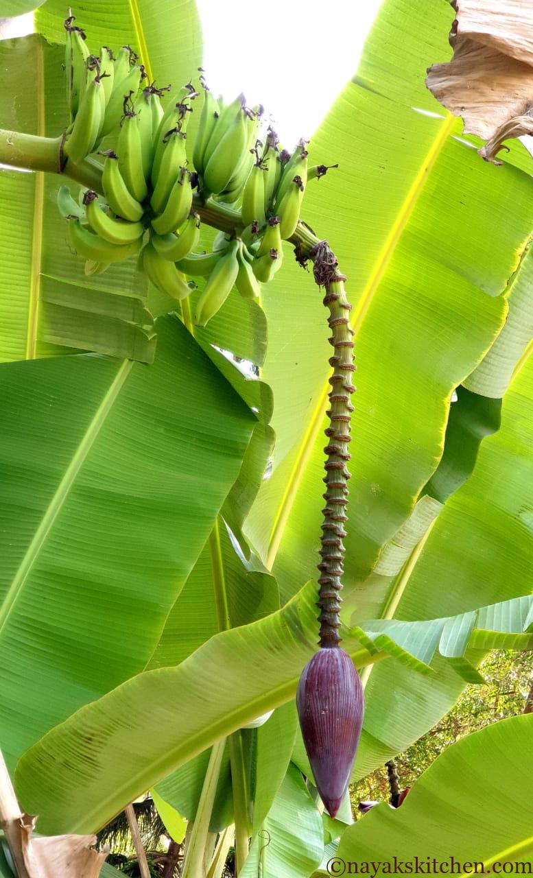 Banana Blossom on a banana plant