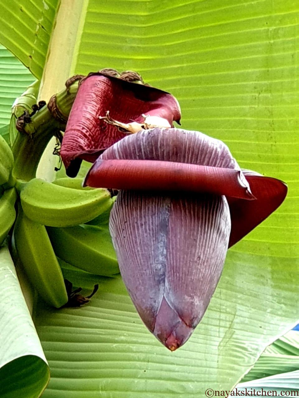 Banana Flower/Kelful