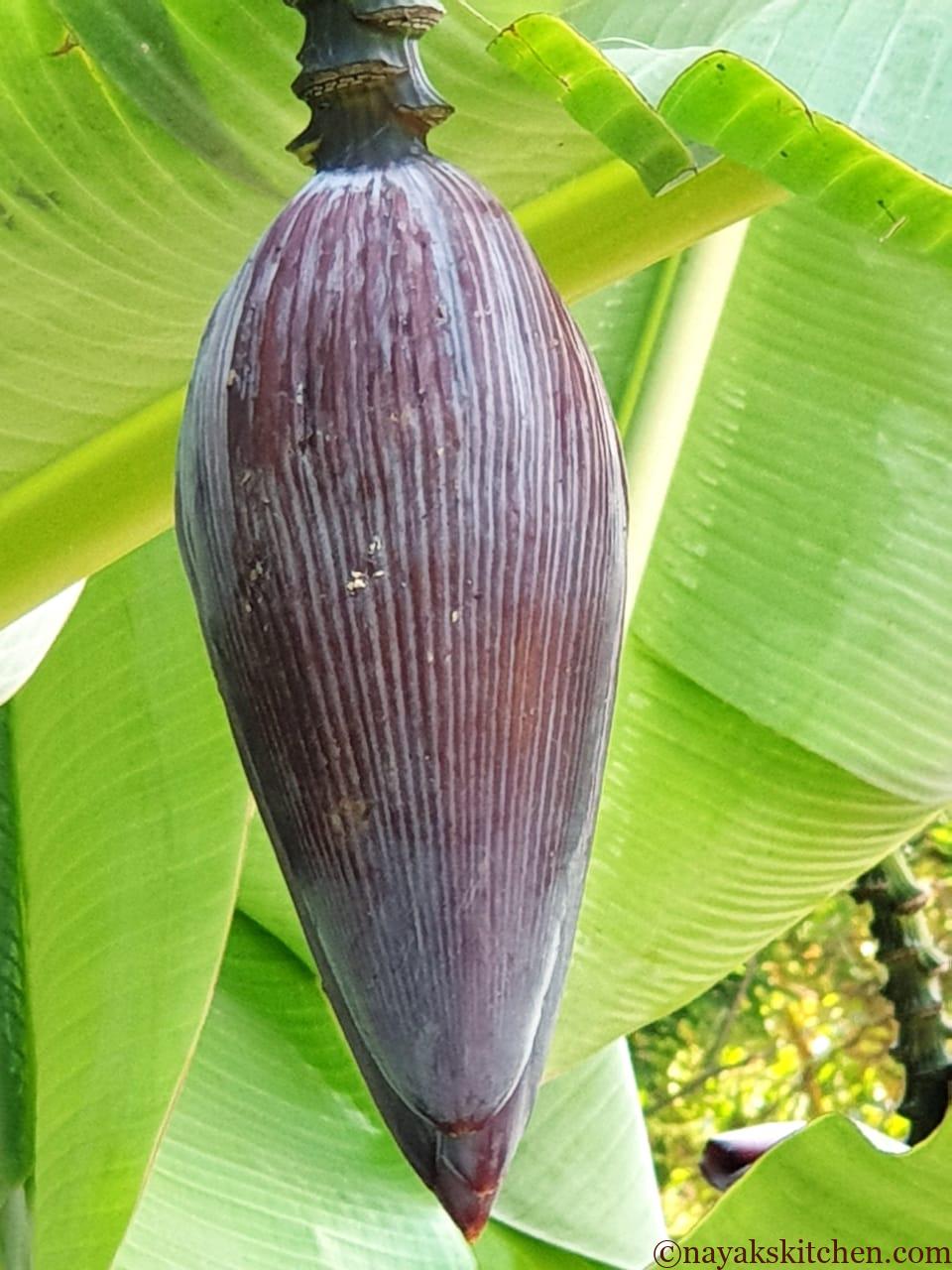Banana Blossom/Banana Flower