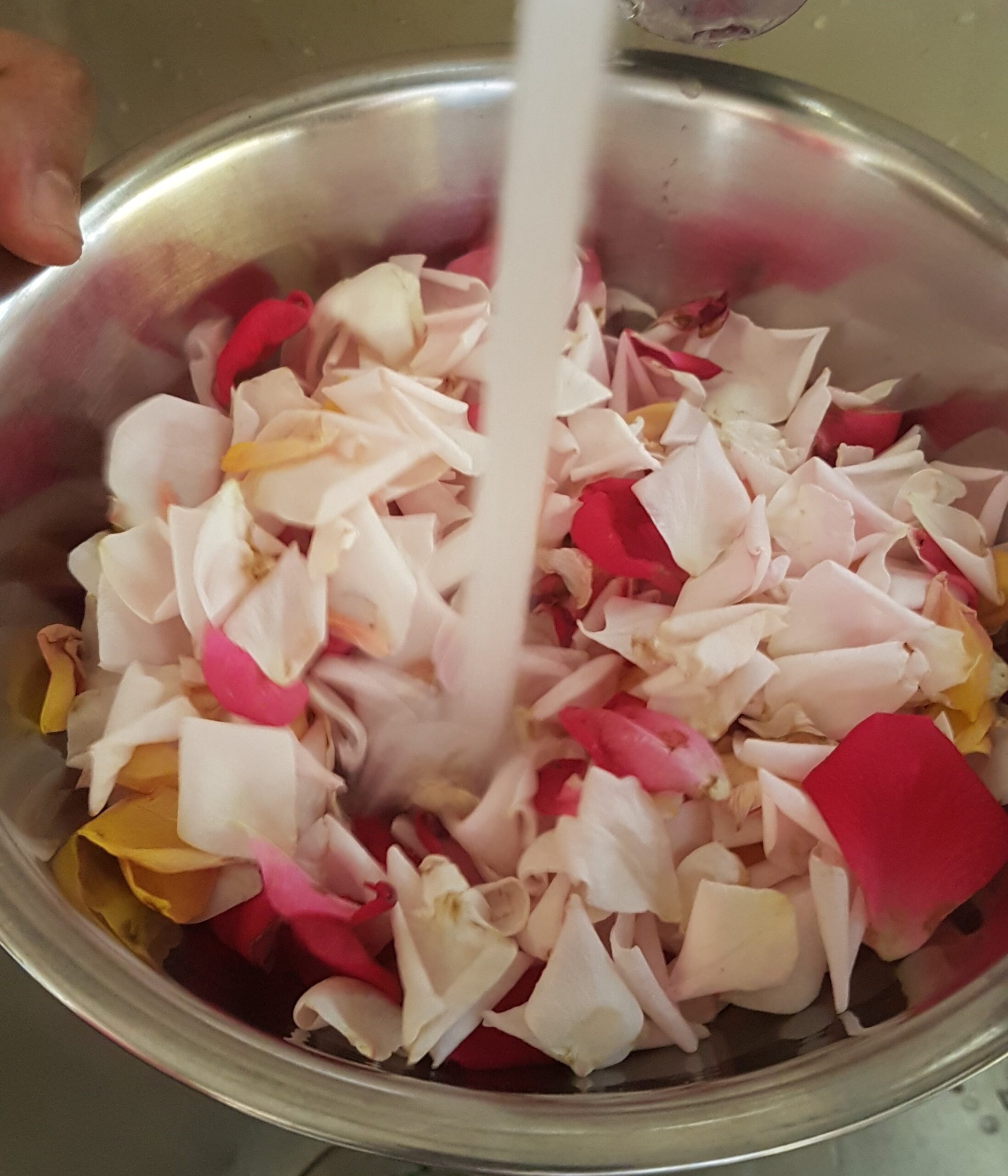 Washing the rose petals with water for gulkand recipe