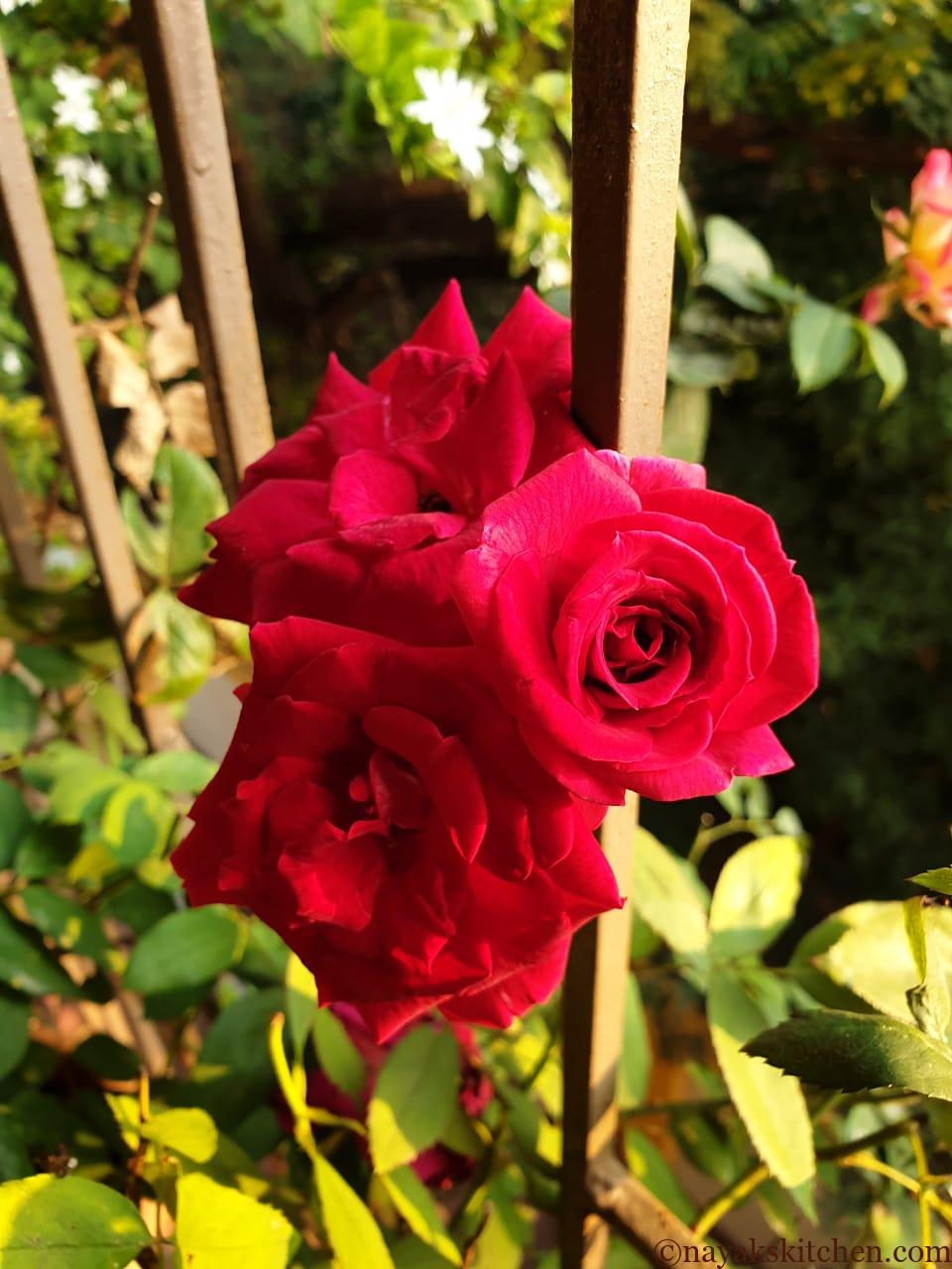Pink roses from my garden