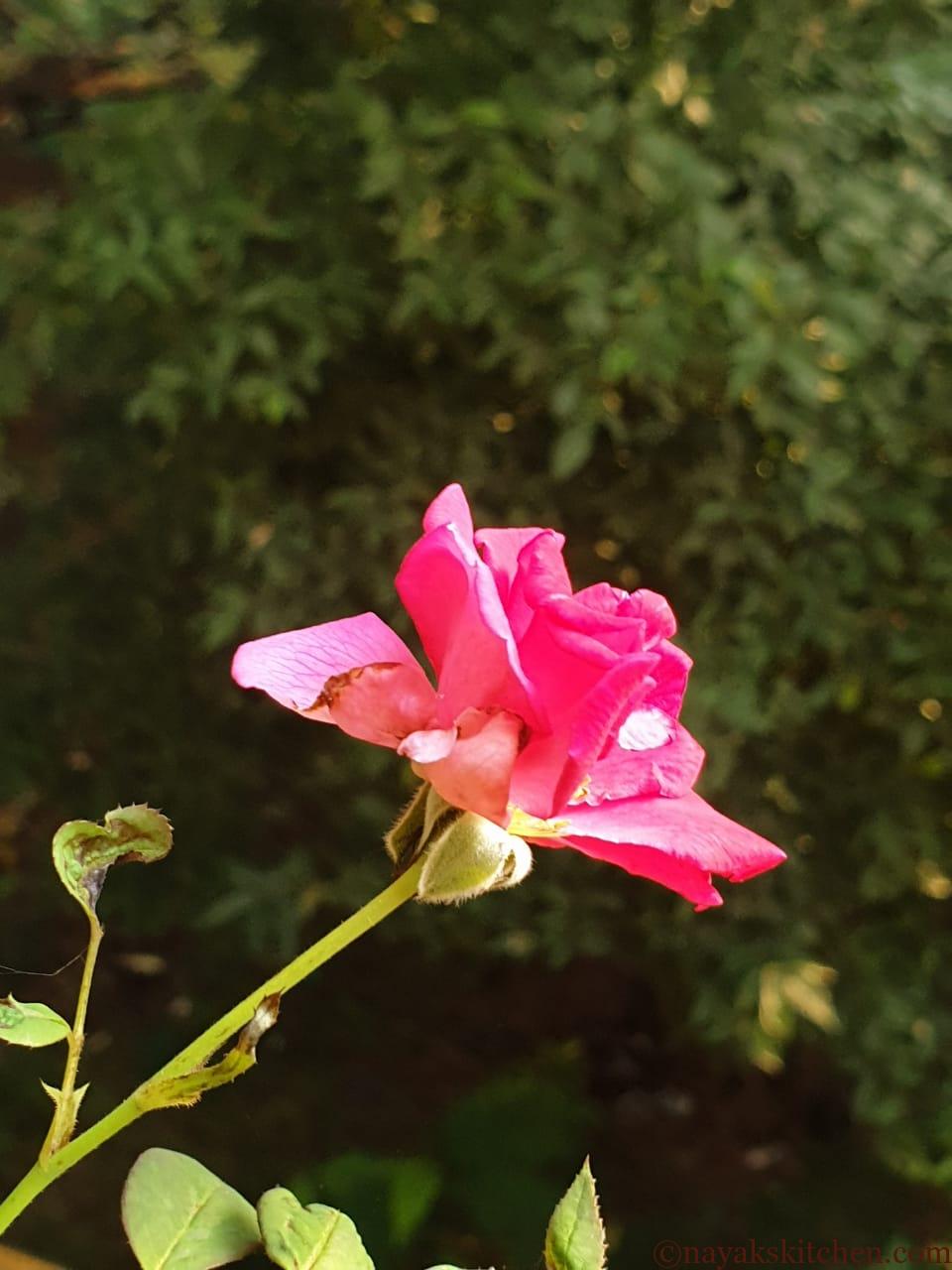 Pink rose