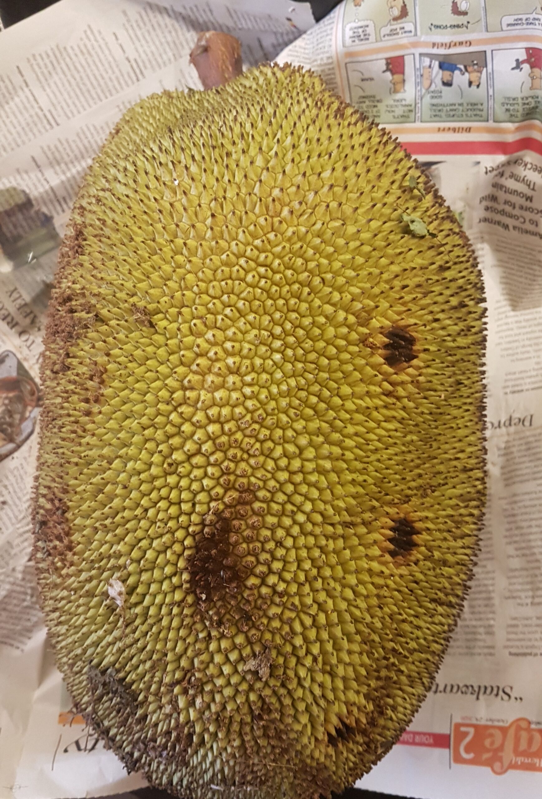 Ripe jackfruit (Rasaal Panas)