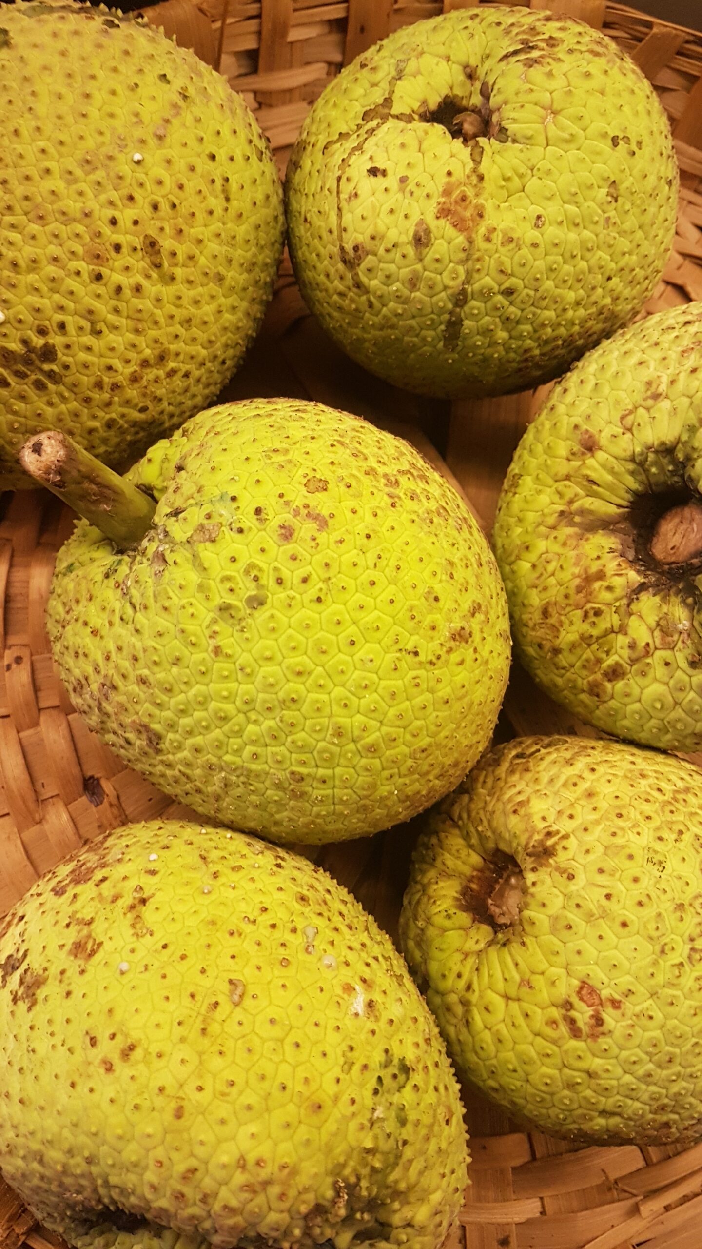 Breadfruits/Neerphanas in a basket