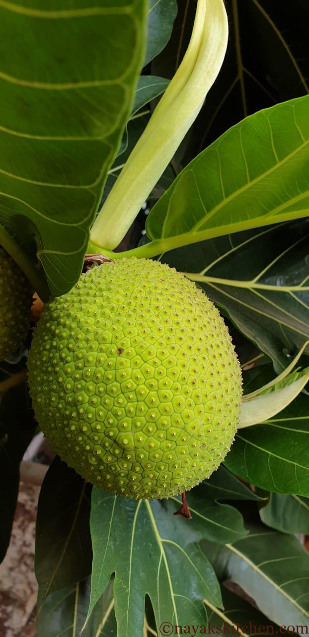 Breadfruit