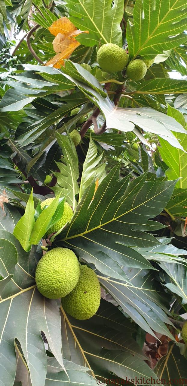 Breadfruit tree