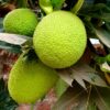 Breadfruit on a tree