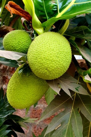 Breadfruit on a tree