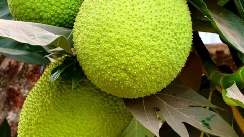 Breadfruit on a tree