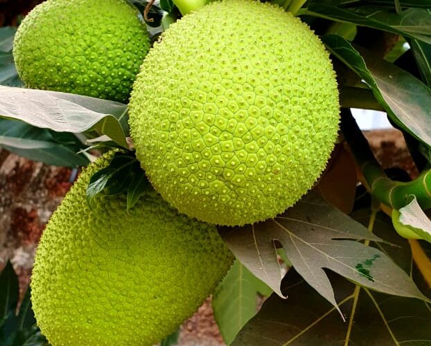 Breadfruit on a tree