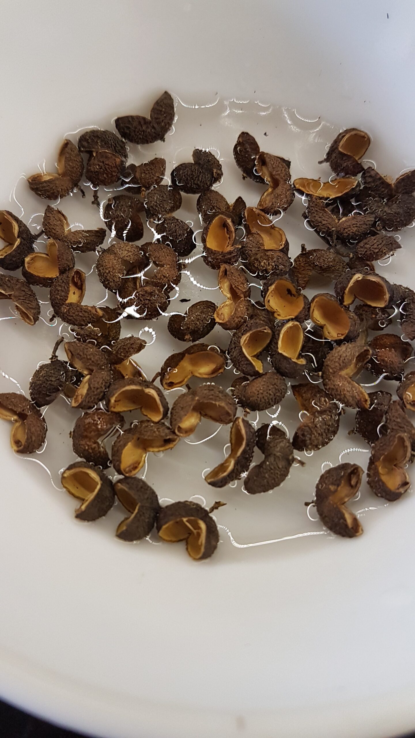 Soaking tefla in water