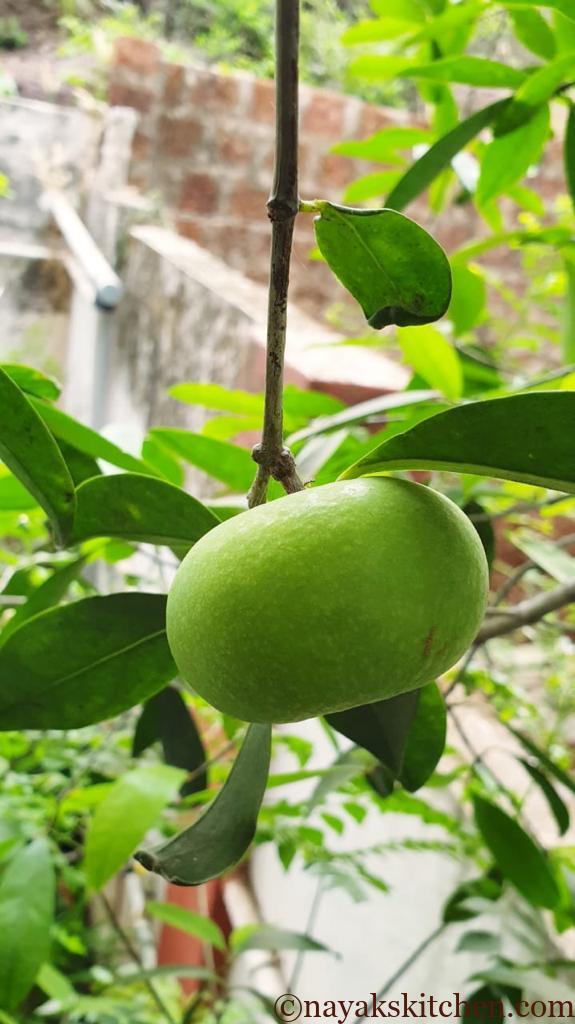 Raw Kokum fruit (Garcinia Indica)