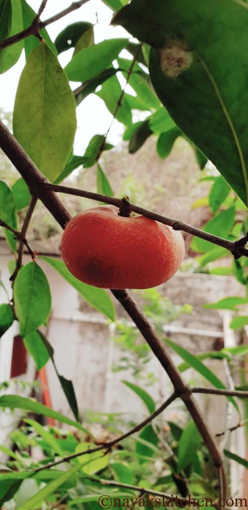 Ripe fruit