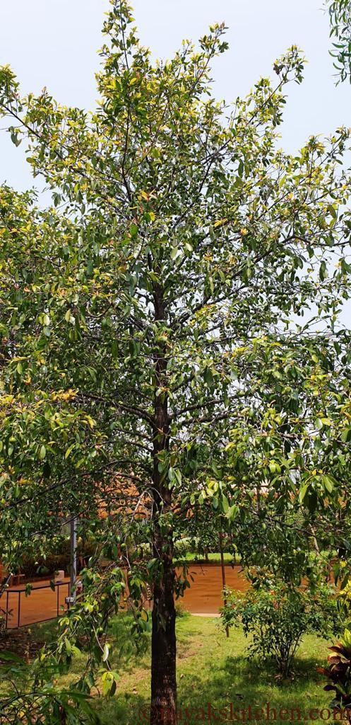 Kokum tree