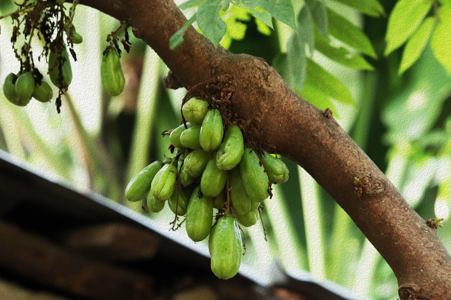 Bilimbi Tree
