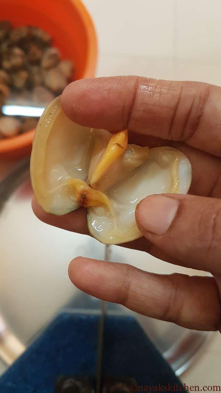 Opened tisri (clam)