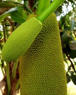 How to cut a raw jackfruit easily? 🍈🔪
*A detailed tutorial *
Summers are times for jackfruits and mangoes..
*
*
Most of us relish a ripe jackfruit. However there are many traditional recipes that use raw tender jackfruit as a key ingredient.
Raw jackfruit is called ‘Kuvlo’ or ‘Chaako’ in Konkani.
*
*
The problem why most of us do not try our hands on raw jackfruit is because of the cleaning process.
Cutting a raw jackfruit is very cumbersome and messy.
*
*
The sap (called deekh in Konkani) is pretty annoying and it seems not to leave once it clings to something.
However you can make the process easy if you have the right tools and techniques.
*
*
With some practice it will no longer look like a daunting task.
This will encourage you to include it more often in your meals as raw jackfruit has many health benefits to its credit.
Do check out my latest post which includes a lot of information and trivia about the raw jackfruit.
A sneak peak for you below 👇🏻
📌About raw jackfruit
📌Raw jackfruit taste
📌Culinary Uses
📌Benefits of raw jackfruit
📌Things needed to cut a raw jackfruit
📌Tips & Tricks
📌Storing Suggestions
📌How to cut a raw jackfruit
📌How to clean the sap#rawjackfruit #rawjackfruitcutting #rawjackfruitrecipe #gsbcuisine #gsbfood #gsbgallery #gsbkonkanijevan #gsbfoodie #goanfood #coastalliving #chaako #kuvlo #goanfoodiescollab2021 #goanfoods #tutorials #jackfruitcutting #jackfruitcuttingmethod #jackfruitcuttingisnoeasytask #authenticgoanfood #authenticgoancuisine #goanfoodies