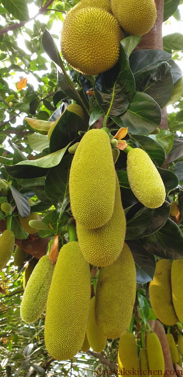 Jackfruit tree with a lot of jackfruits hanging.