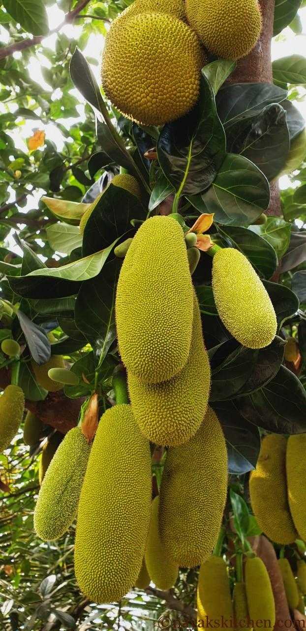 Jackfruit tree