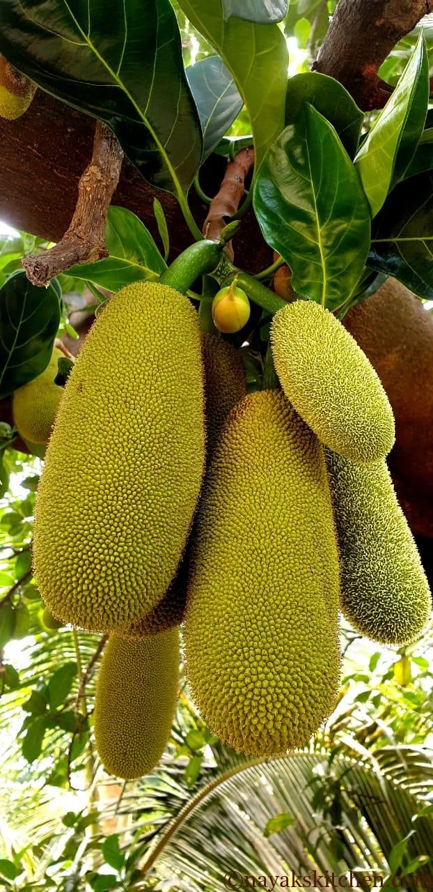 Raw Jackfruits