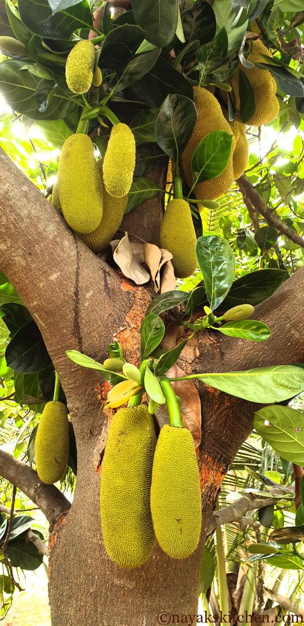 Raw Jackfruits