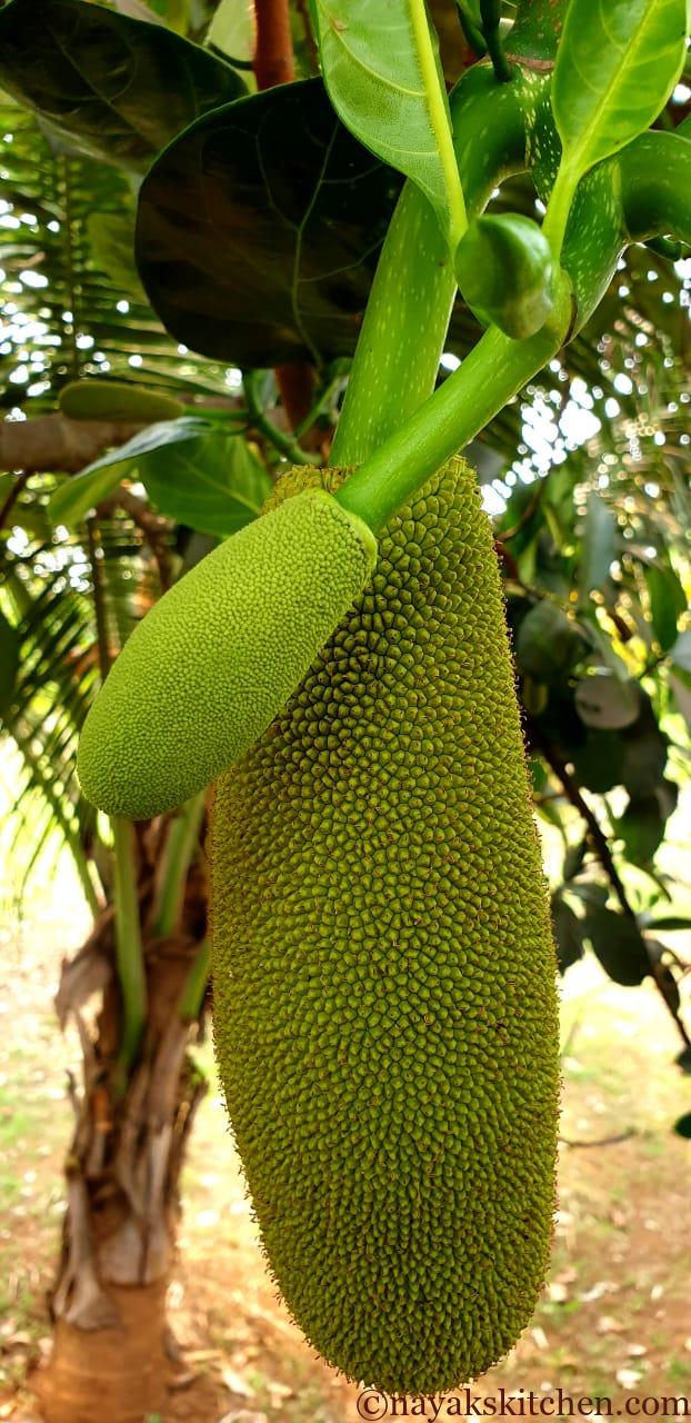 Raw Jackfruit/Kathal