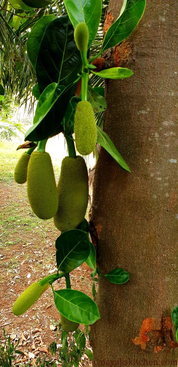 Jackfruit tree with raw jackfruits