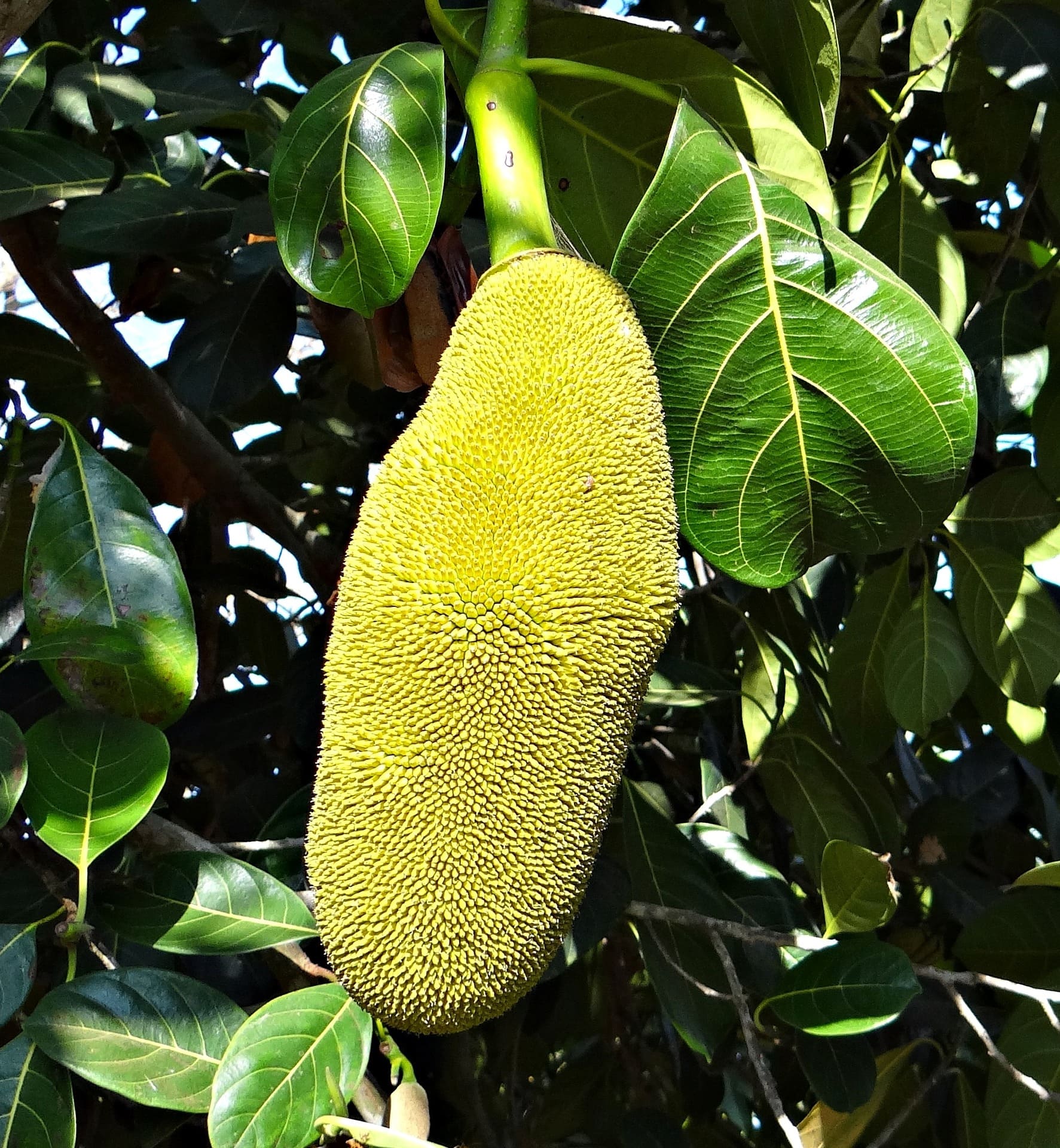 Raw Jackfruit