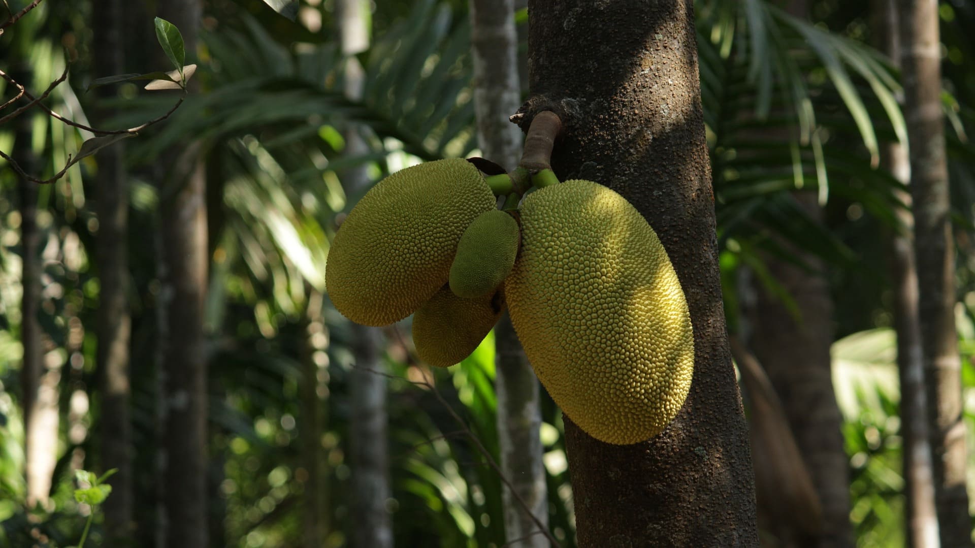Jackfruit Tree