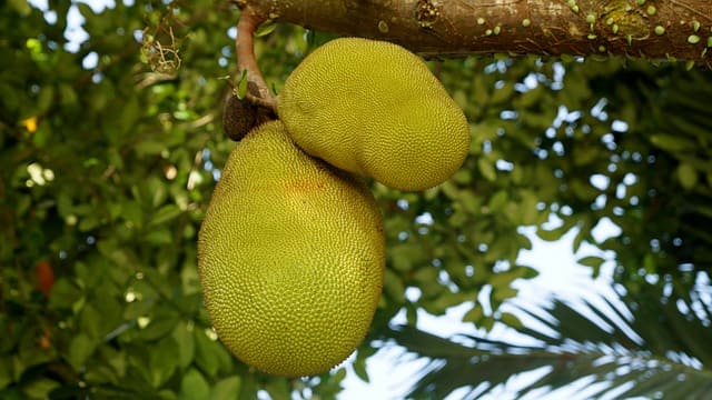 Raw Jackfruit