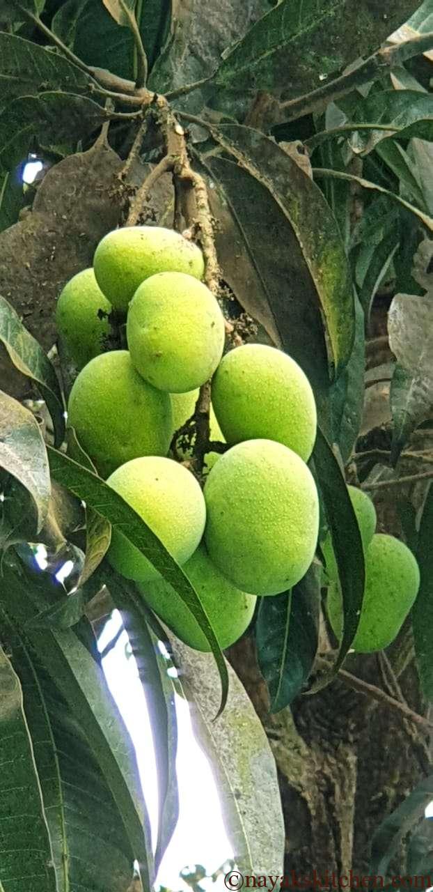 Raw mangoes on a tree