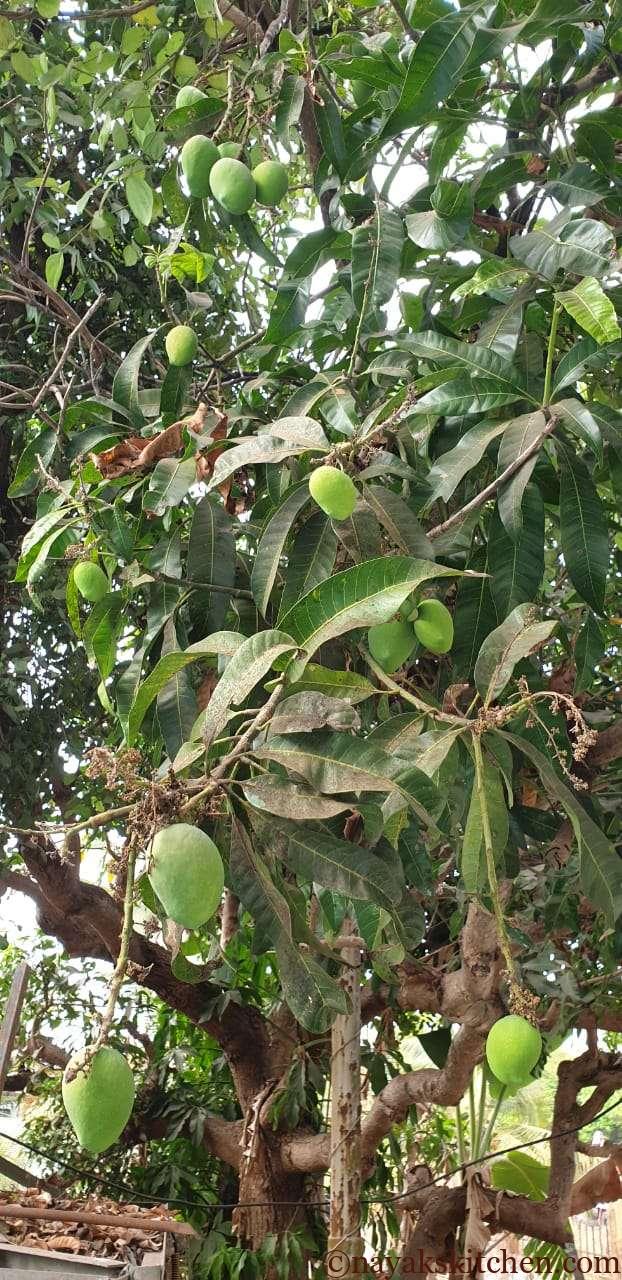 Raw mangoes on a tree